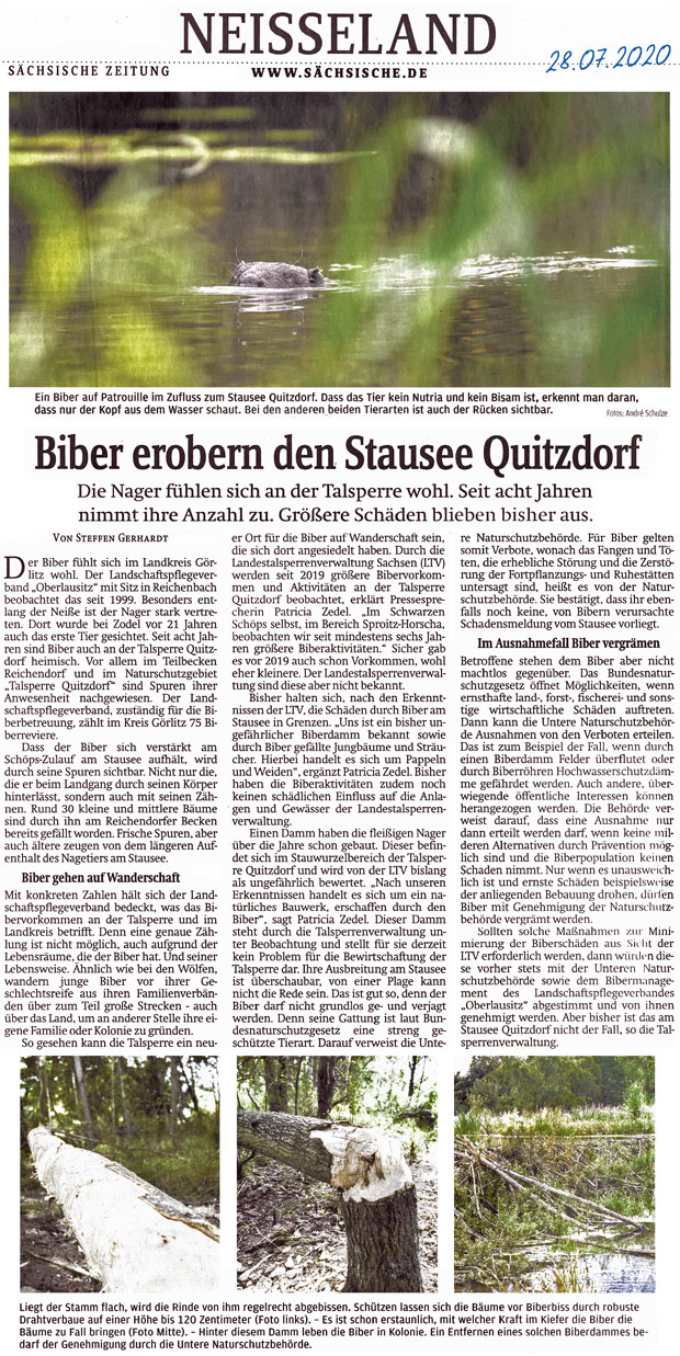 Biber erobern Stausee Quitzdorf